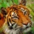 tiger42's Avatar