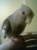 Guachinai's Avatar